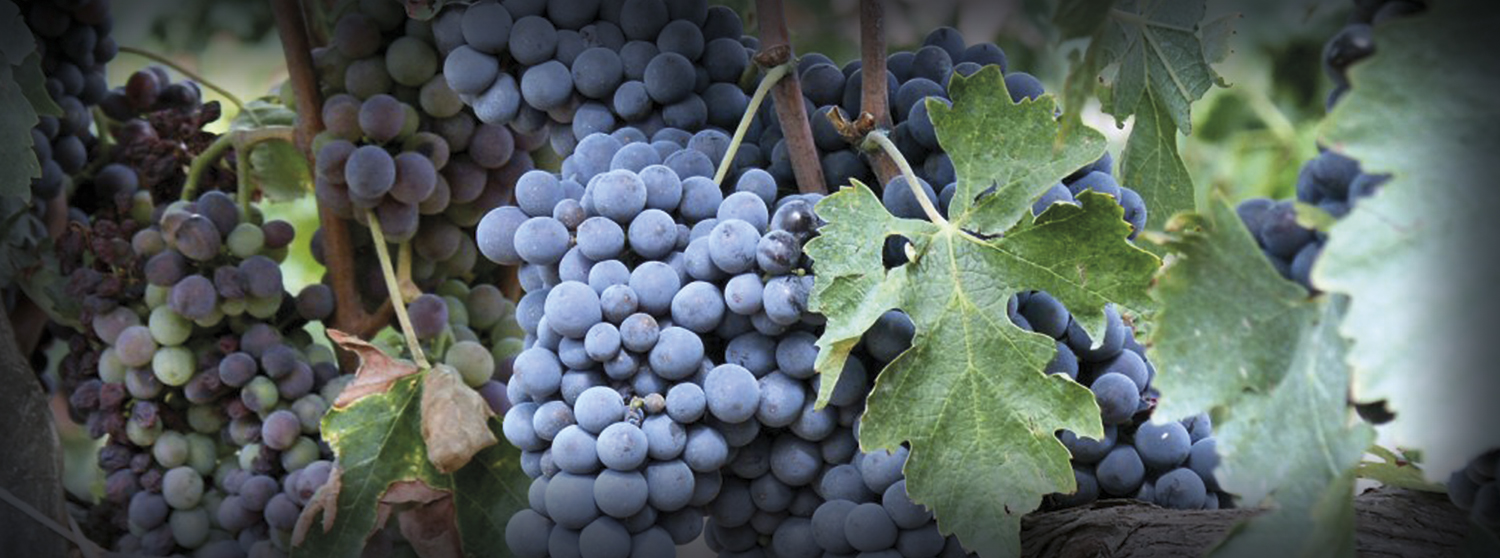 Montepulciano d'Abruzzo